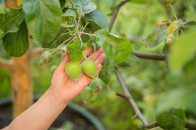 Las frutas de manzanas verdes jóvenes están colgando en una rama de árbol