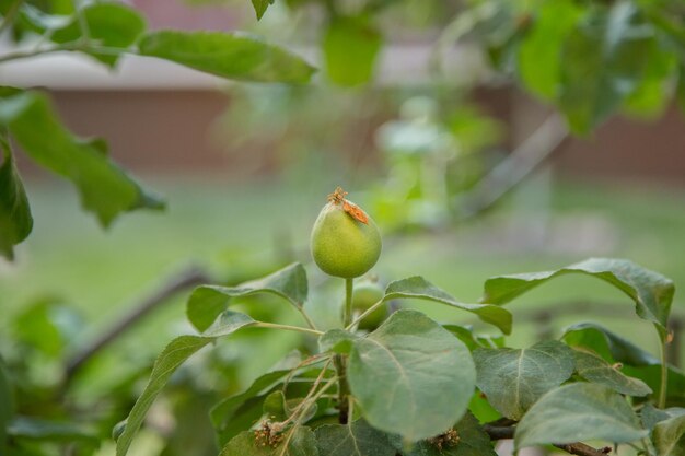 Las frutas de manzanas verdes jóvenes están colgando en una rama de árbol