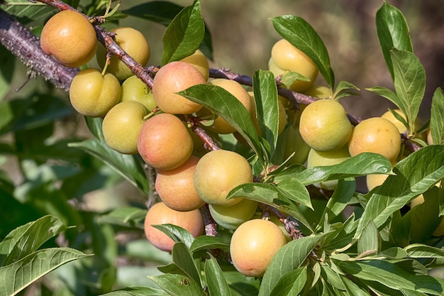 Frutas melocotones maduros en una rama en el huerto de melocotones