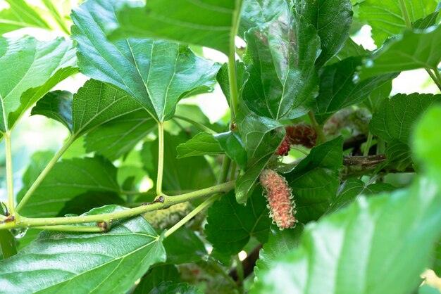 Frutas de morera en las ramas verdes.