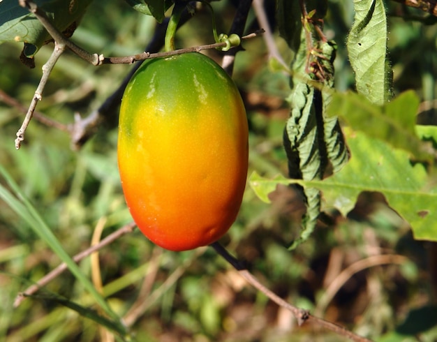 frutas multicolores