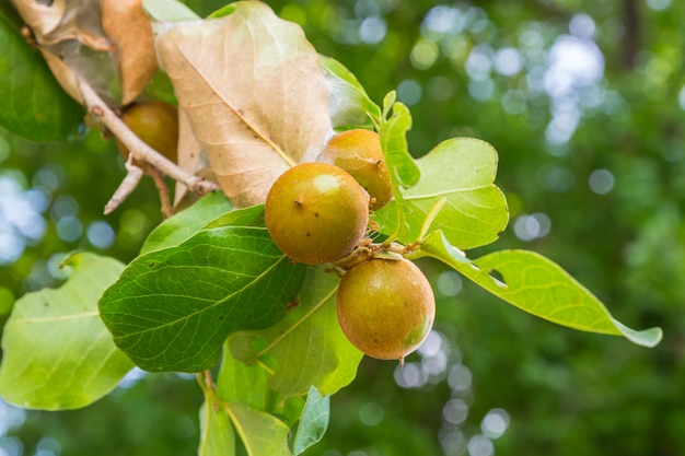 Frutas na floresta são alimento para pássaros.