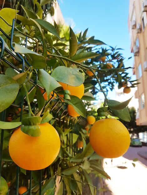 Frutas na laranjeira