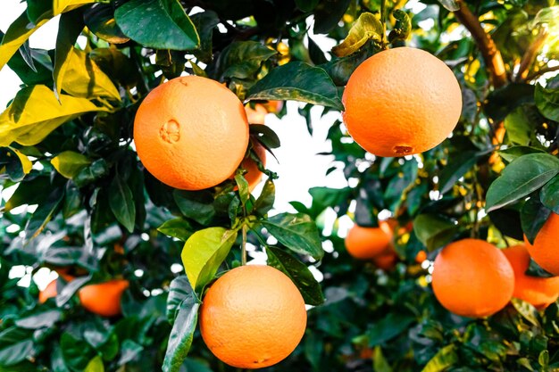 Foto frutas de naranja en el árbol