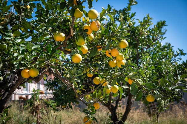 Foto frutas de naranja en los árboles