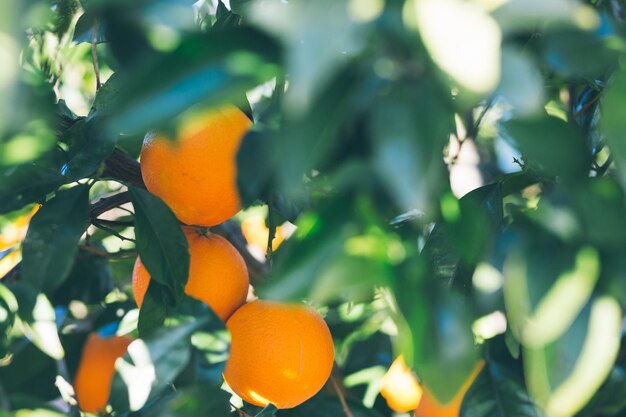 Foto frutas de naranja creciendo en el árbol