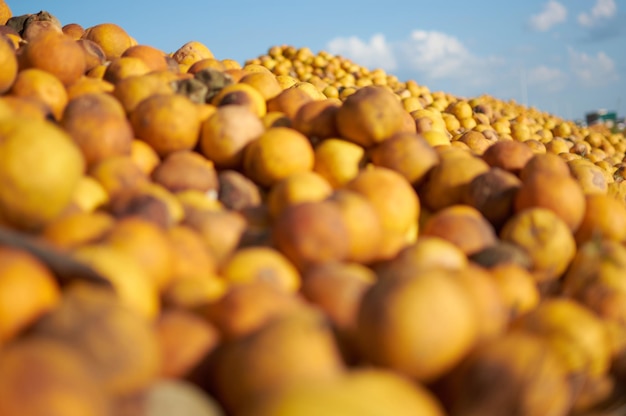 Foto frutas de naranja