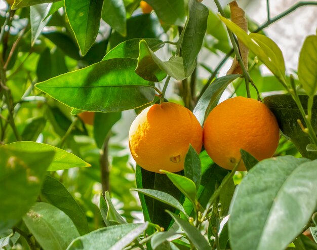 frutas de naranja