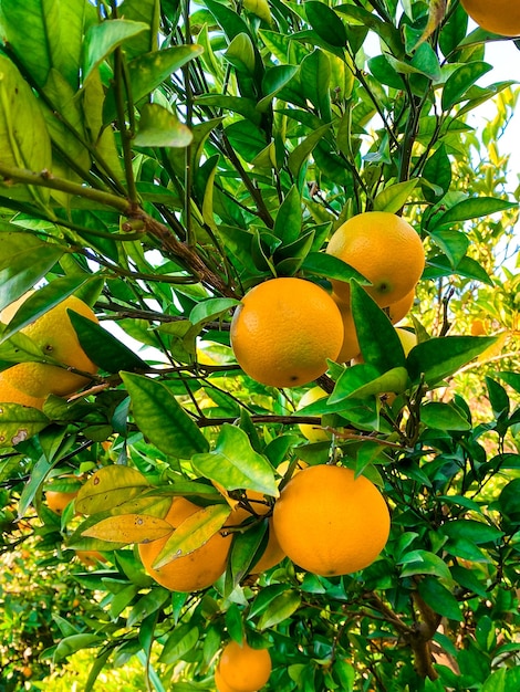 Frutas naranjas en el árbol Cultivo de frutas