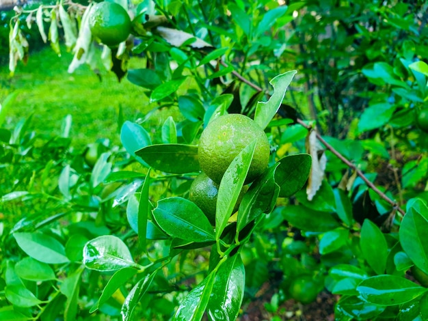 Frutas naranjas en el árbol.