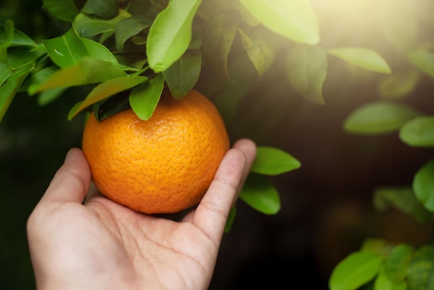 Frutas naranjas frescas en rama en el concepto de agricultura de alimentos de jardín orgánico