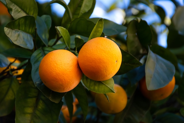 Frutas de naranjas maduras en el árbol