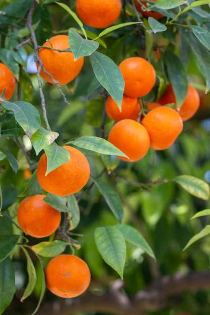 Frutas de naranjo