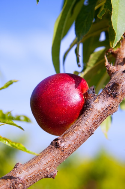 frutas nectarina em uma árvore com cor vermelha