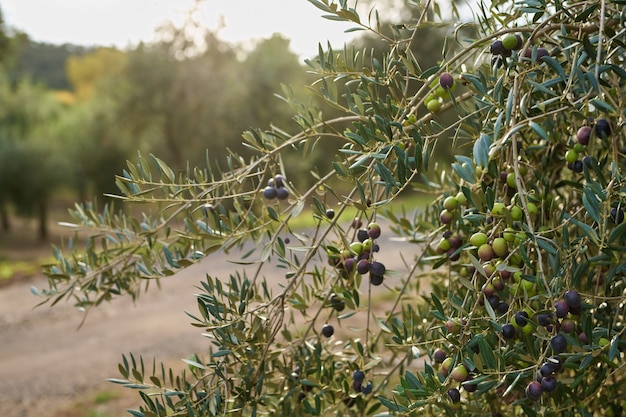 Frutas de olivo en una ramafrutas cultivadas en el olivo