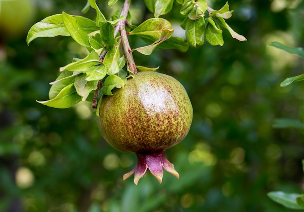 Frutas orgânicas frescas; árvore de romã. Agricultura natural.