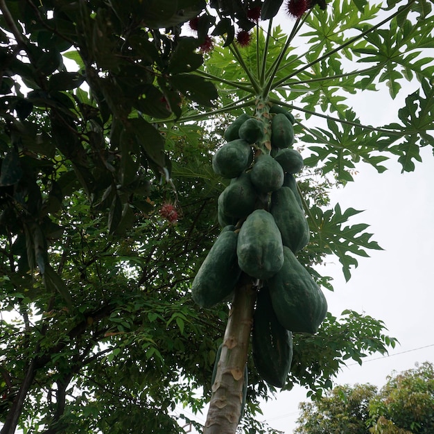 Frutas papaias em uma árvore