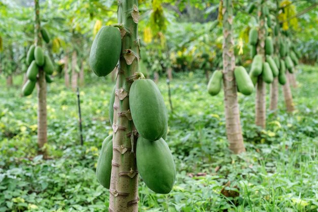 Frutas de papaya del árbol de papaya en el jardín en Tailandia