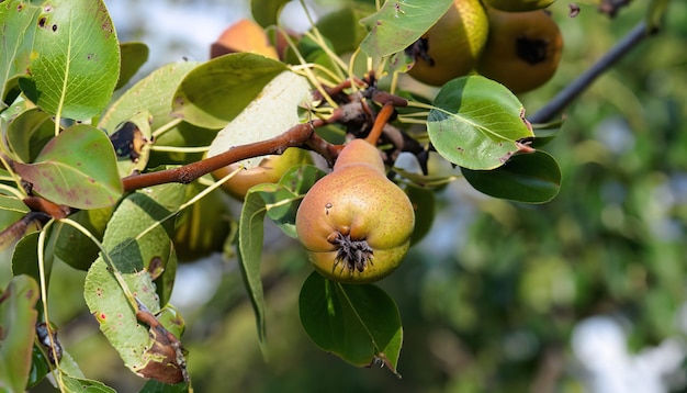 Frutas de pera silvestre en su rama