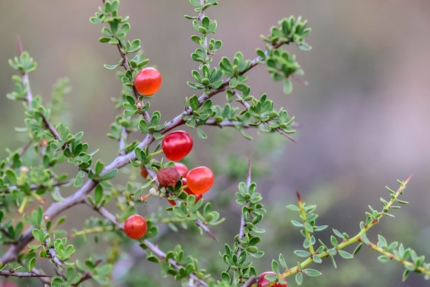 Frutas de piquillin en el bosque de CaldenPampasArgentina Patagonia