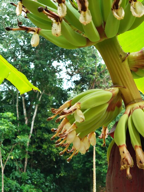 Frutas de plátano que crecen en la selva de cerca