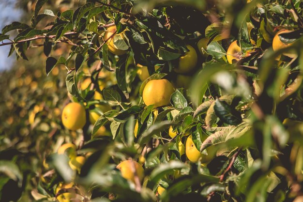 Frutas que crecen en los árboles