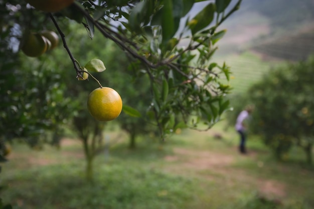 Foto frutas que crecen en los árboles