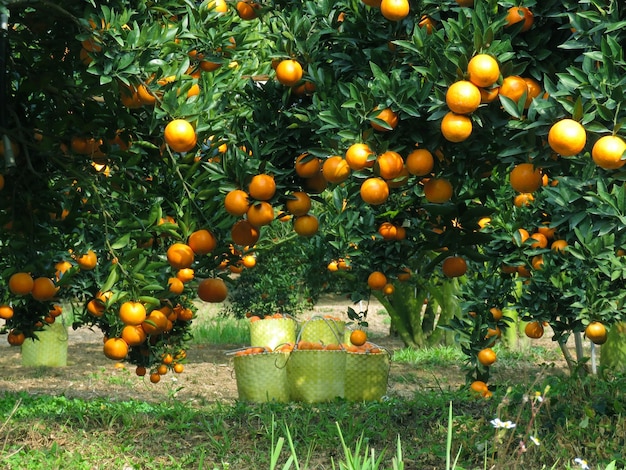 Foto frutas que crecen en el campo