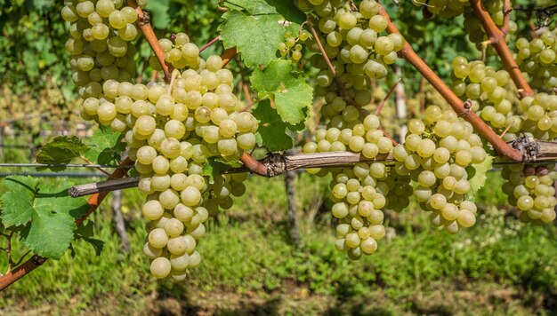 Foto frutas que crecen en el viñedo