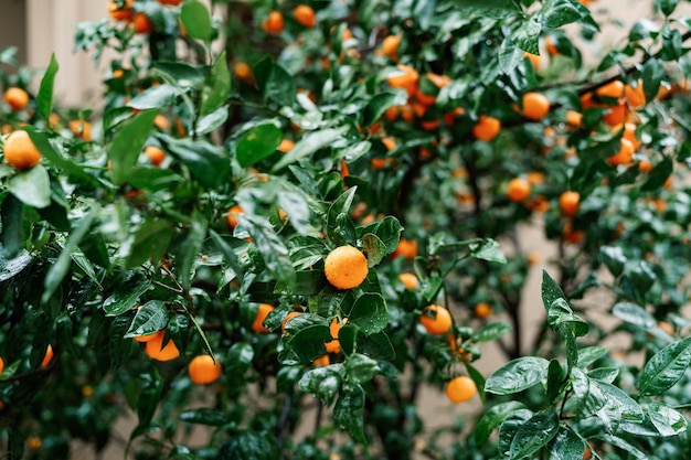 Foto frutas que crescem na árvore