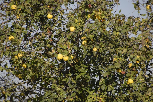 Frutas de quince en las ramas del árbol a finales del otoño en el jardín frutas de quince tardías