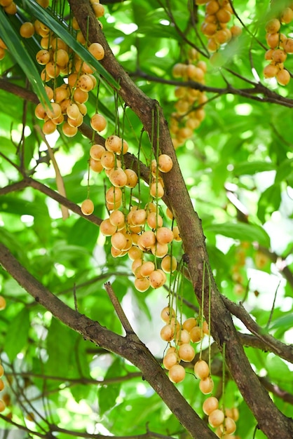 Frutas rambeh penduradas na fruta tropical da árvore rambeh na Tailândia Rambi maduro fresco no verão