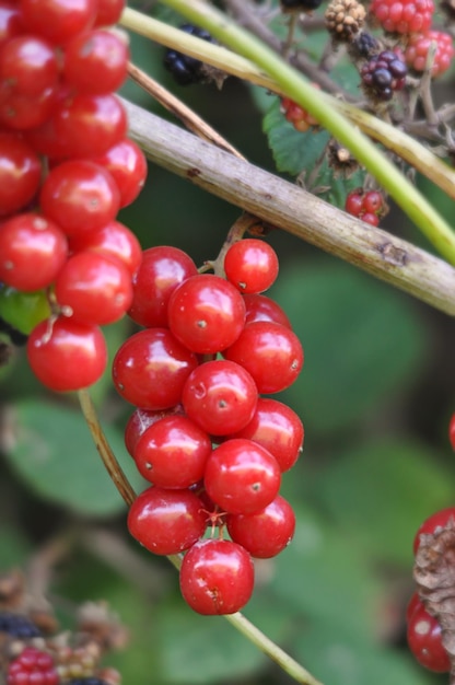 frutas rojas en el bosque