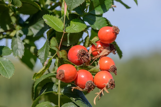 Frutas rosa