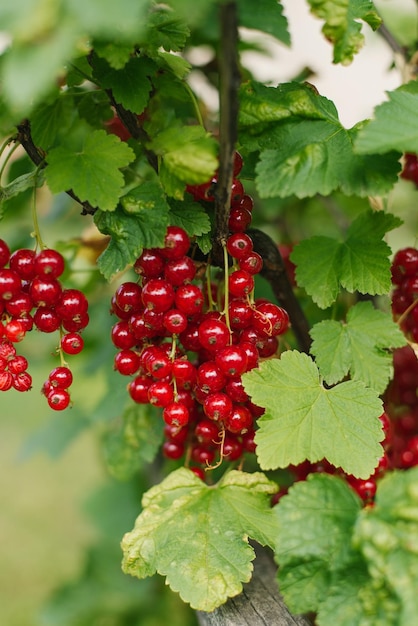 Frutas suculentas de groselha vermelha madura no verão no jardim