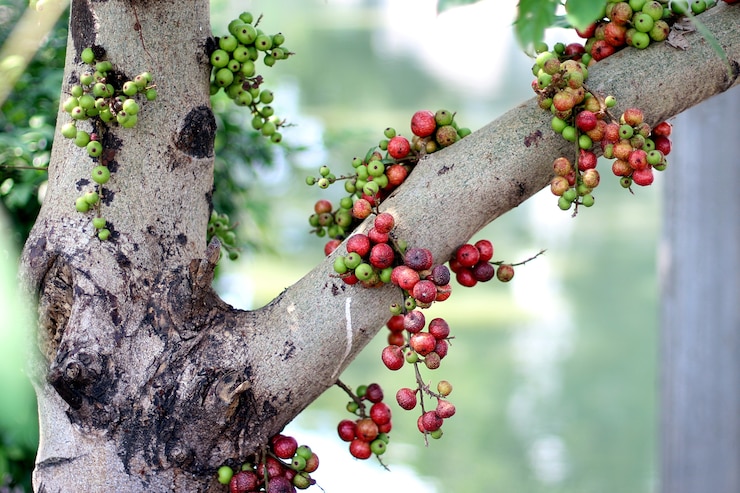 Foto frutas tailandesas rojas del higo en árbol en bosque