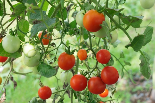 Frutas de tomate cherry colgando de la rama