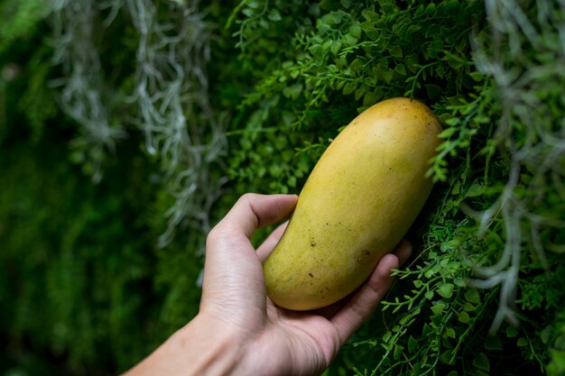 Frutas tropicais de manga na cesta de madeira