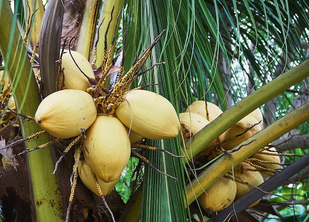 Frutas tropicais exóticas, coco amarelo