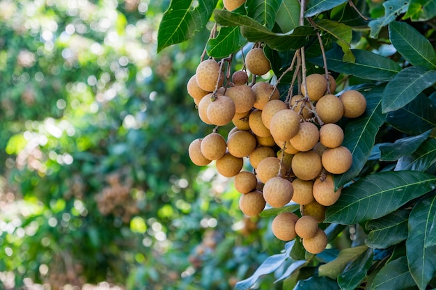 Frutas tropicais jovens longan na Tailândia