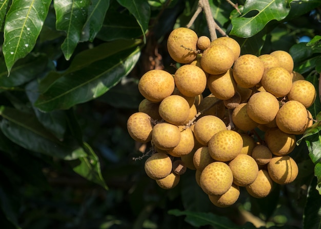 Frutas tropicais jovens longan