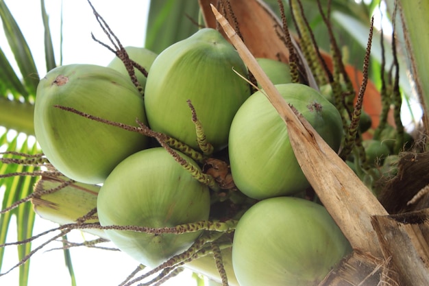 frutas tropicales de coco