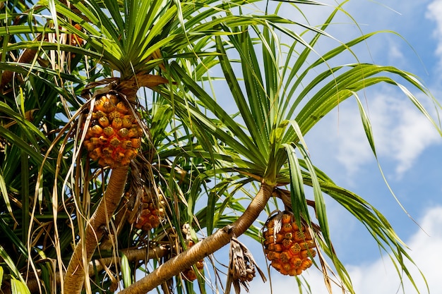 Frutas tropicales exóticas en una palmera contra el mar concepto de vacaciones de verano