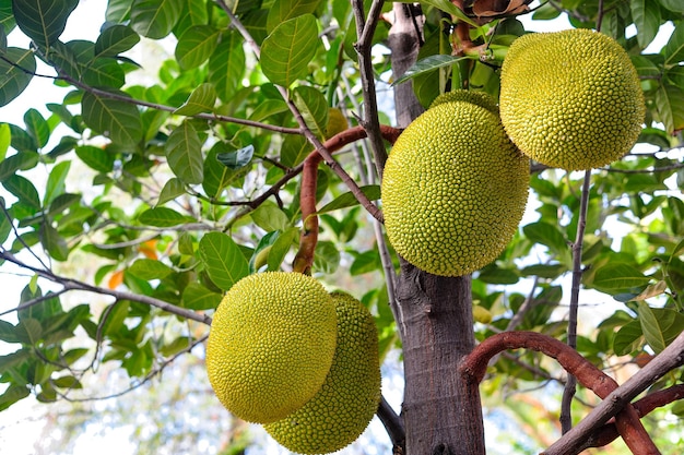 Foto las frutas tropicales jackfruit son de sabor dulce.