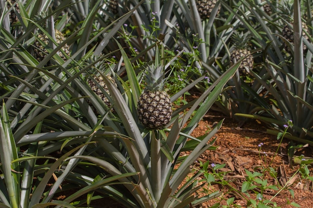 Foto frutas tropicales de piña