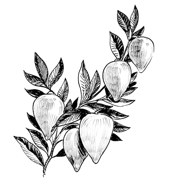 Frutas tropicales en rama de árbol. Dibujo a tinta en blanco y negro