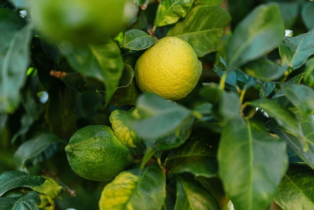 Frutas verdes com limão na folhagem