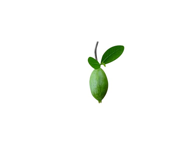 Frutas verdes de Gardenia gummifera en un fondo blanco aislado