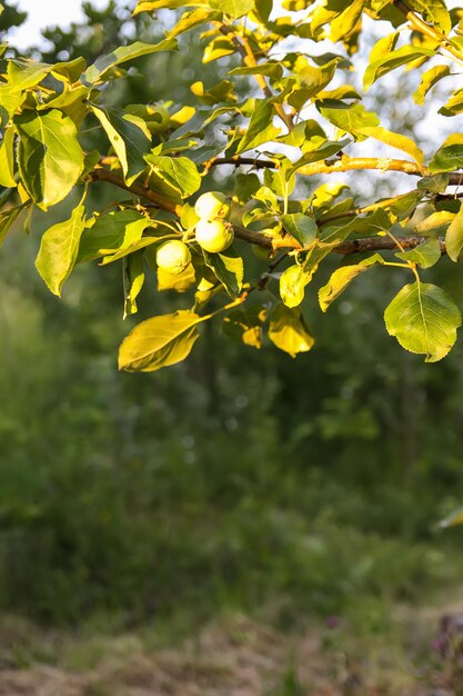 Frutas verdes de manzana sin madurar en el árbol en un día soleado de verano en el campo