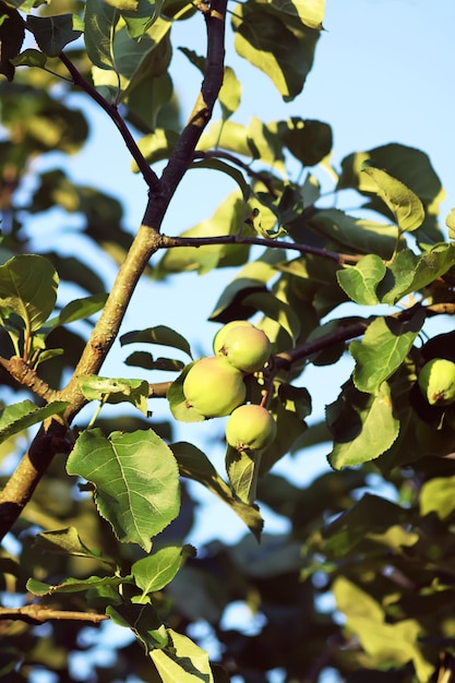 Frutas verdes de manzana sin madurar en el árbol en un día soleado de verano en el campo